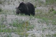 143 - Banff,Lake Louise,Morraine Lake  - IMG_0828